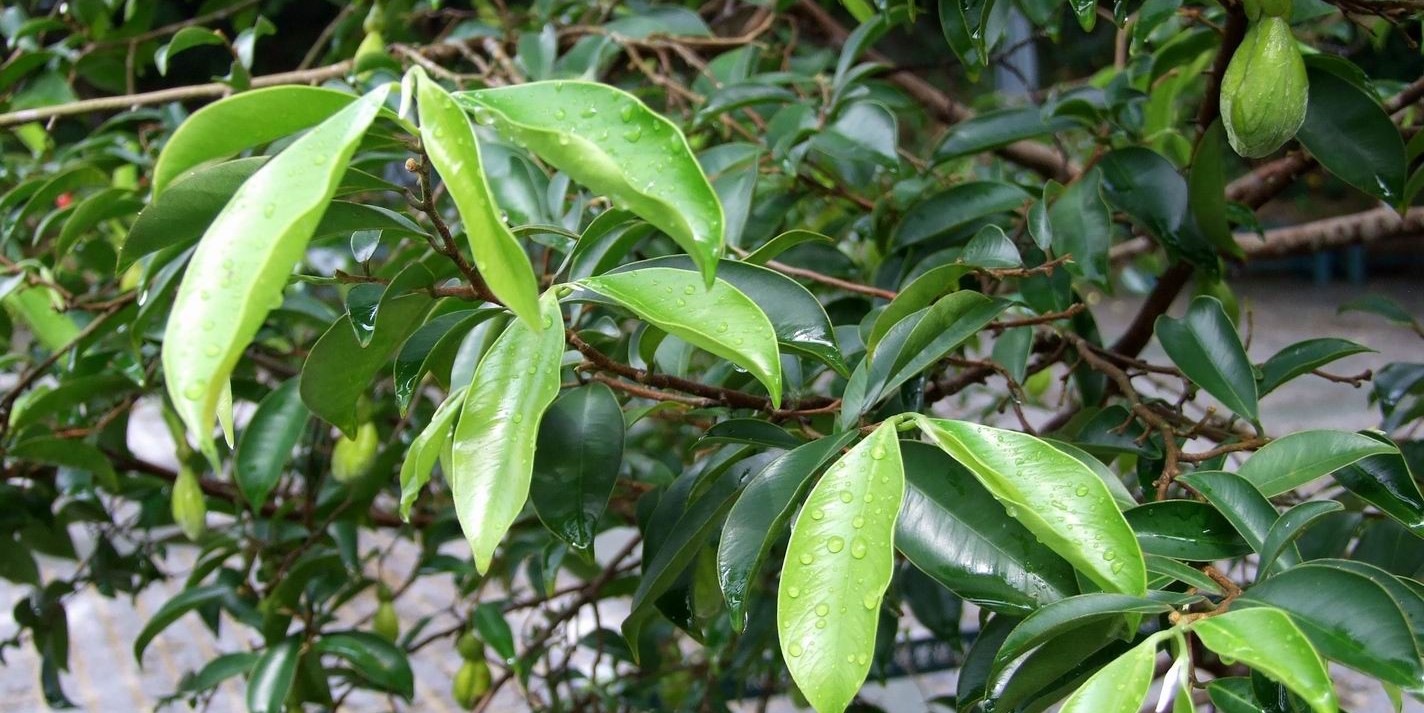 Leaves of Agarwood tree. (Creative Commons) Leaves of Agarwood tree. (Creative Commons)