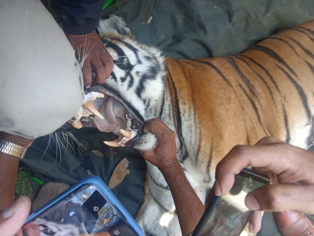 Tiger Feature Photo Forest Officials capture 12-year-old female tiger that mauled two men in Udupi