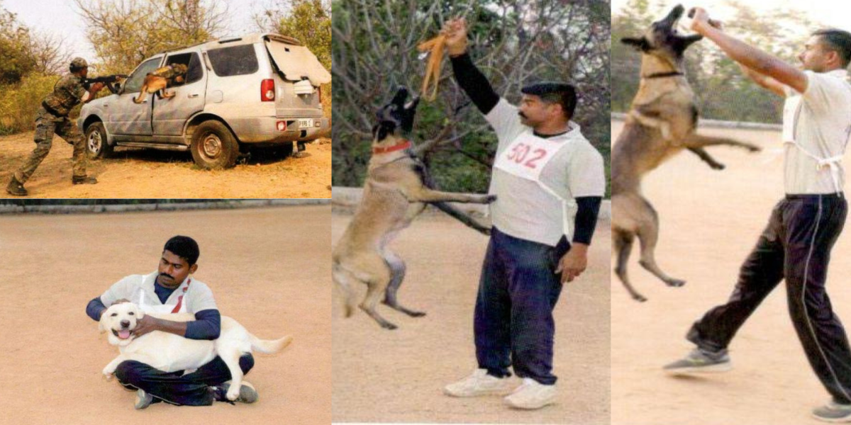 Sixty eight handlers of five dog breeds — cocker spaniel, golden retriever, labrador, German shepherd, and Belgian malinois — underwent training. (Supplied)