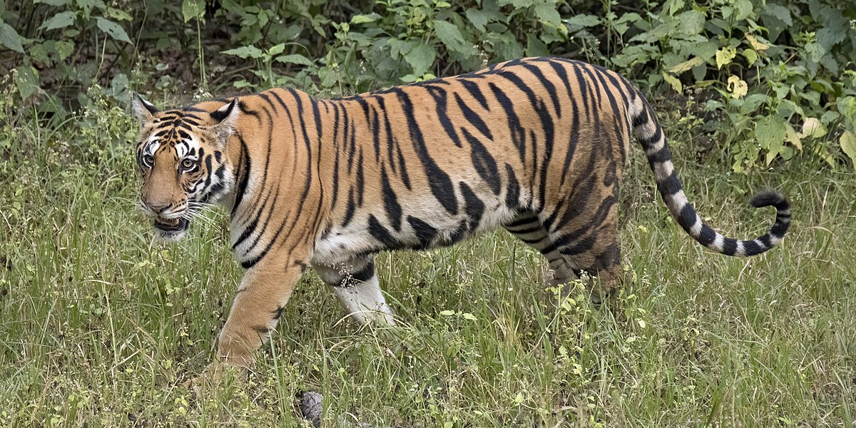 The kin of the deceased was provided ₹5 lakh compensation. (Wikimedia Commons)