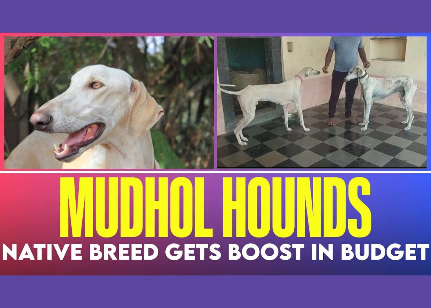 Mudhol hound Karnataka
