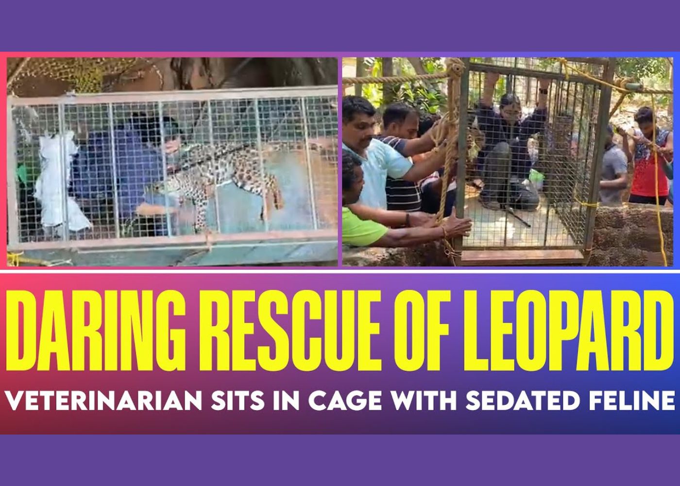Leopard rescue Mangaluru