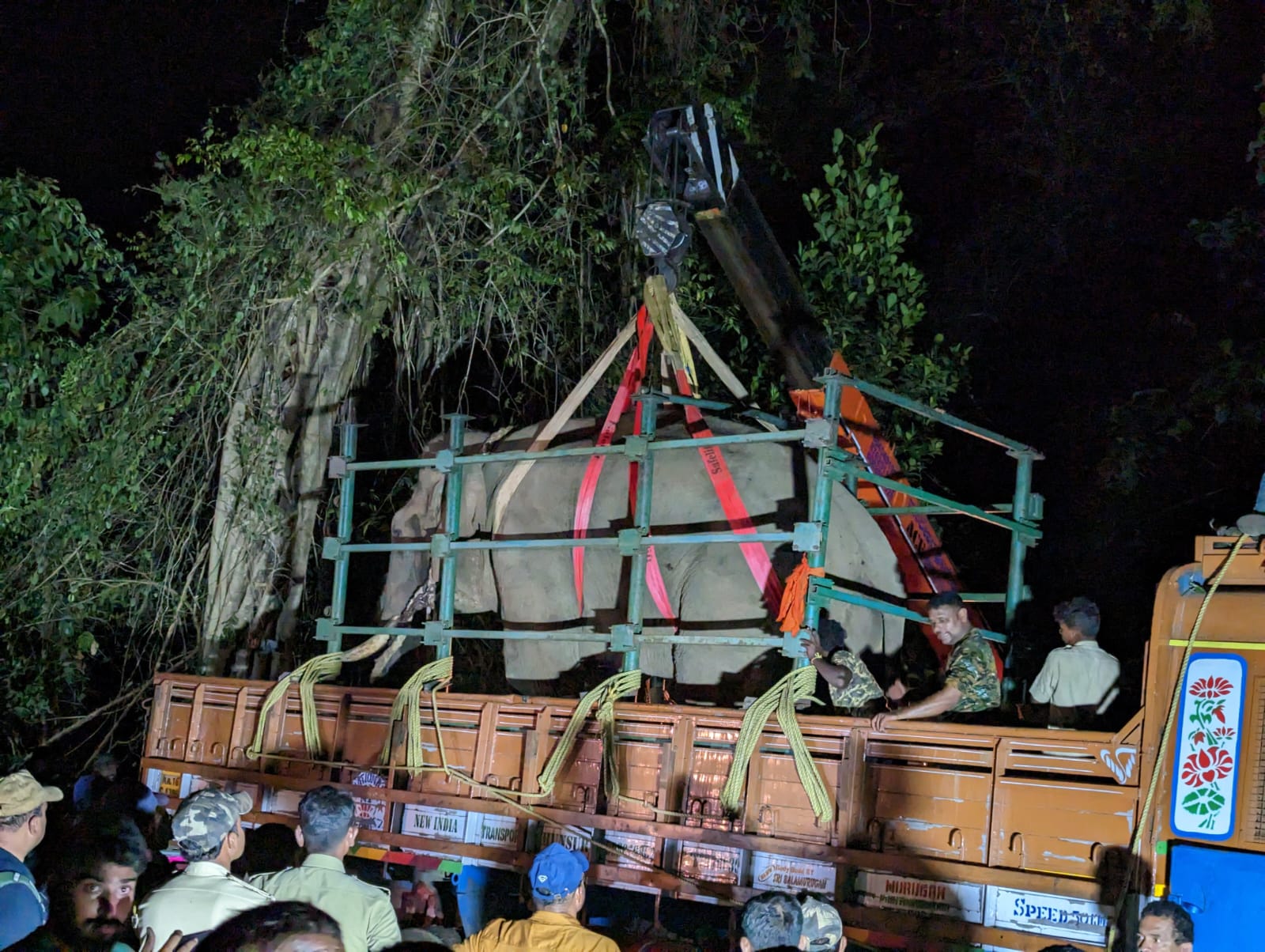 WhatsApp Image 2023-02-24 at 3.11.16 PM Caputured tusker getting shifted to a truck by a crane in Kadaba
