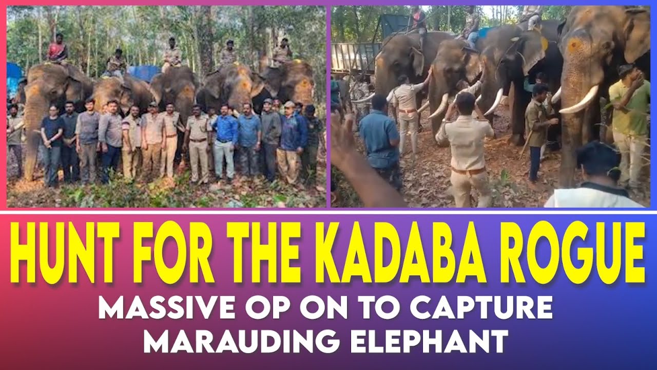 Op Elephant Mangaluru