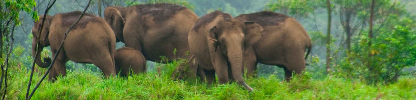kalakkadu-wildlife-sanctuary Agasthiyamalai Elephant Reserve