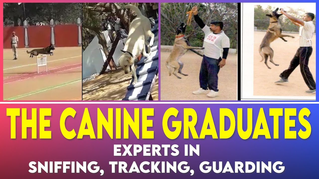 Dog training Hyderabad
