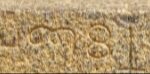 Inscription in Thenneri temple that notes that Sembiyan Mahadevi is the mother of Madurantaka Uttama Chola and the wife of Gandaraditya Chola