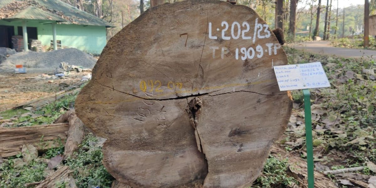 A part of the Nilambur teak that was auctioned for a record high price from the Forest depot in Nedumkayam in Nilambur. (Supplied) A part of the Nilambur teak that was auctioned for a record ₹40 lakh from the Forest depot in Nedumkayam in Nilambur