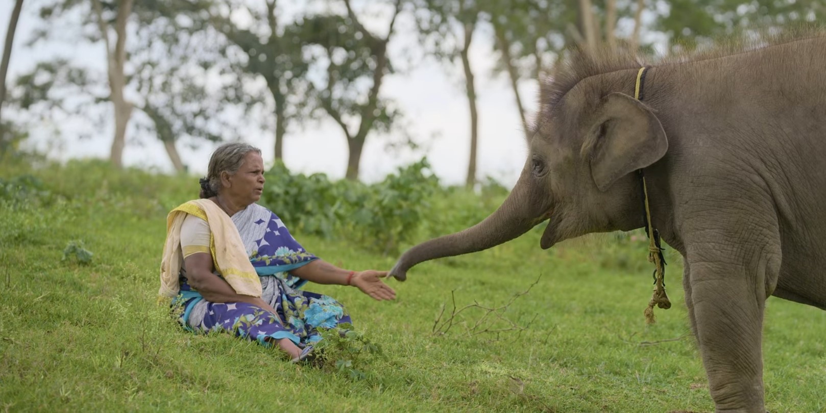 Belli in the Short Documentary, The Elephant Whisperers. The Elephant Whisperers