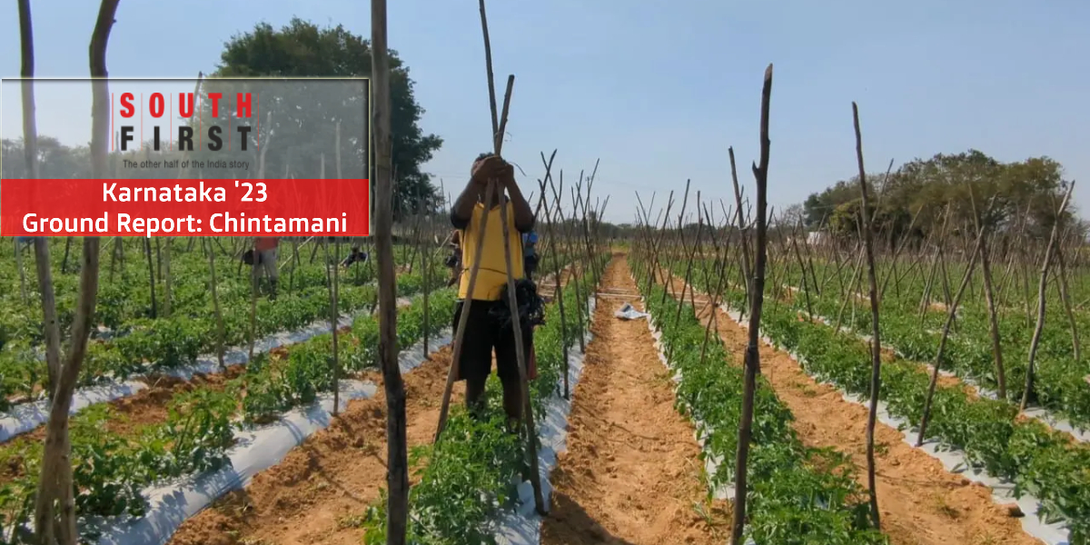 Chintamani-Tomato Chintamani town in Karnataka is a bustling hub that links the commercial activities of the Chikkaballapur and Kolar districts