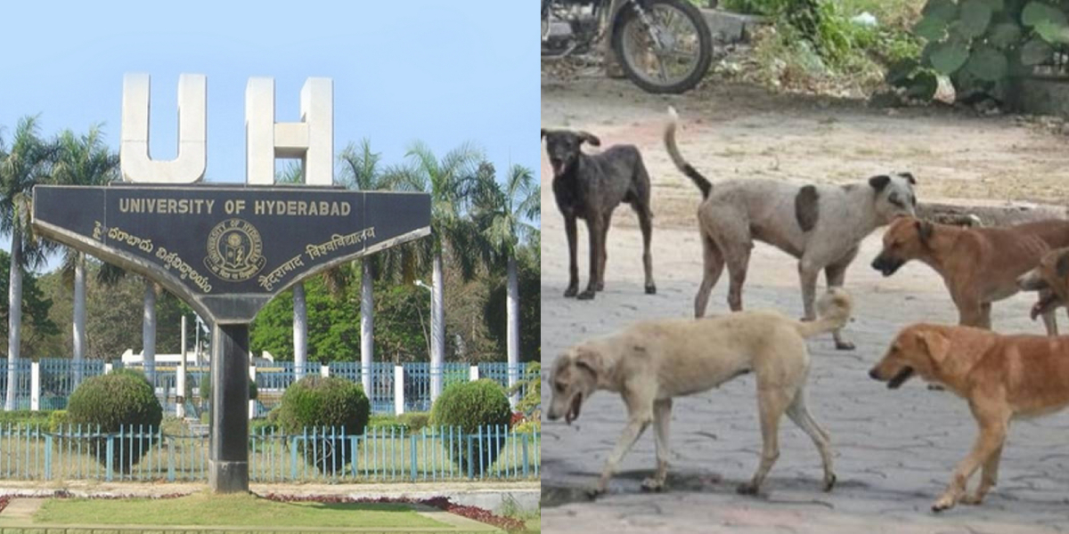 UOH asks students to avoid feeding stray dogs on campus University of Hyderabad (UOH) asked students and staff members to “avoid” feeding stray dogs inside the campus.