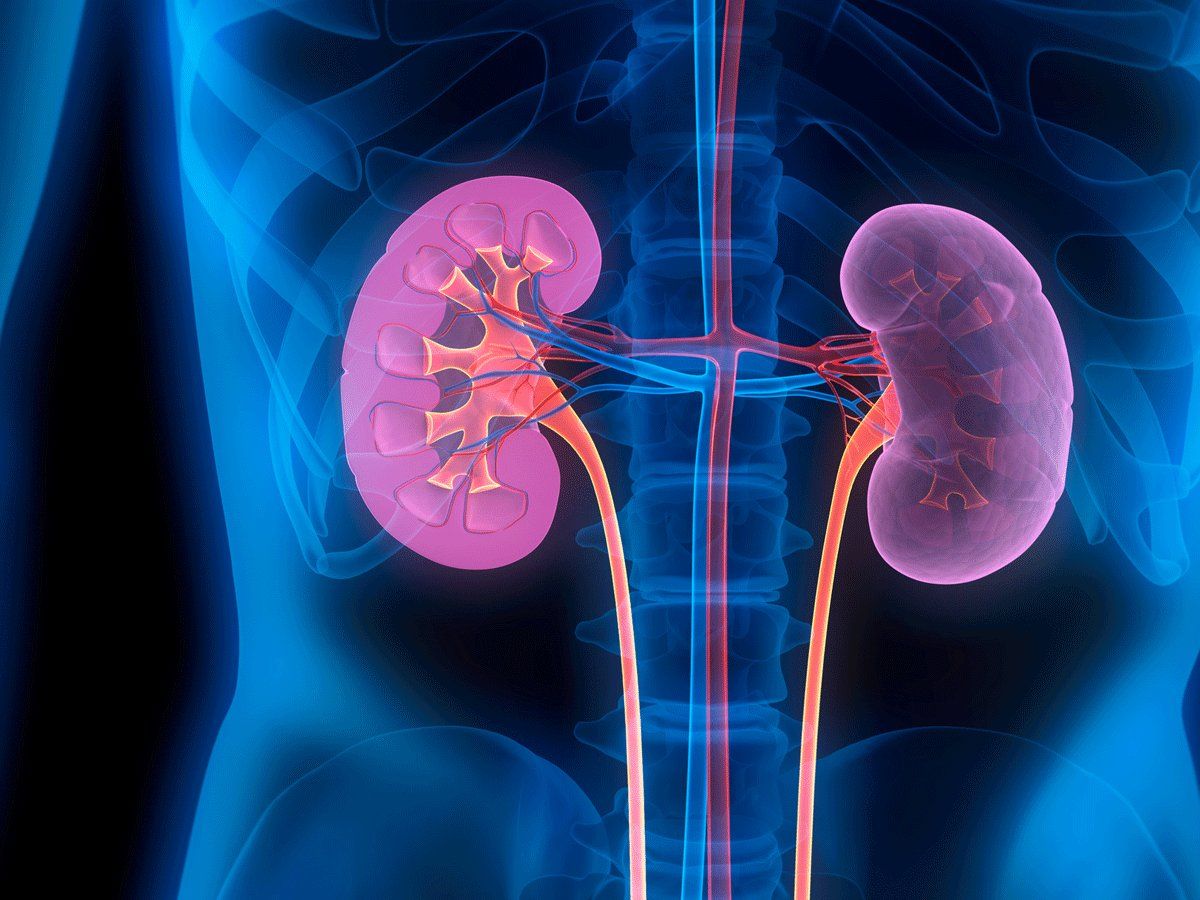ckd 10% of the Indian population is affected by chronic kidney disease, say experts. (Wikimedia Commons)