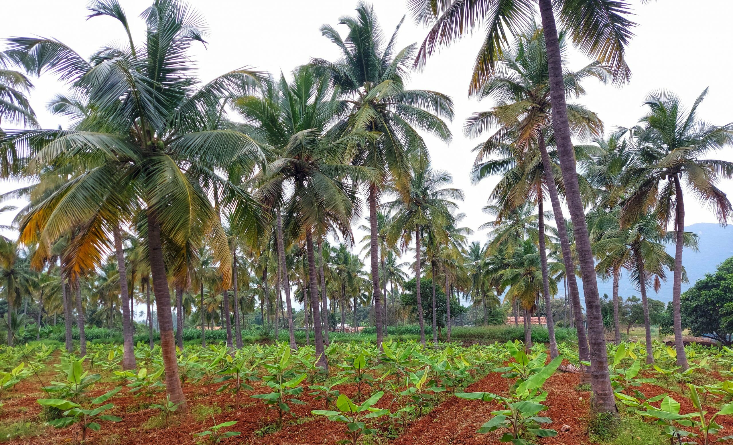 coconut-pixahive Crash in coconut price