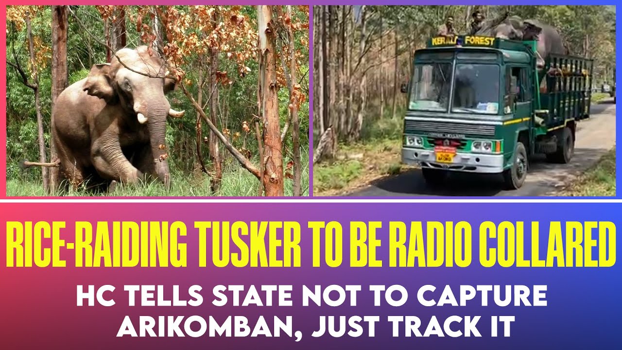 Arikomban high court