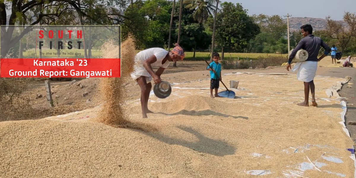 Gangavathi-Rice Karnataka Gangavathi Paddy