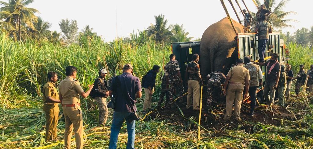 Karuppan Tusker Operation Black Successful Rogue Tusker Karuppan caught after a Year-Long Struggle