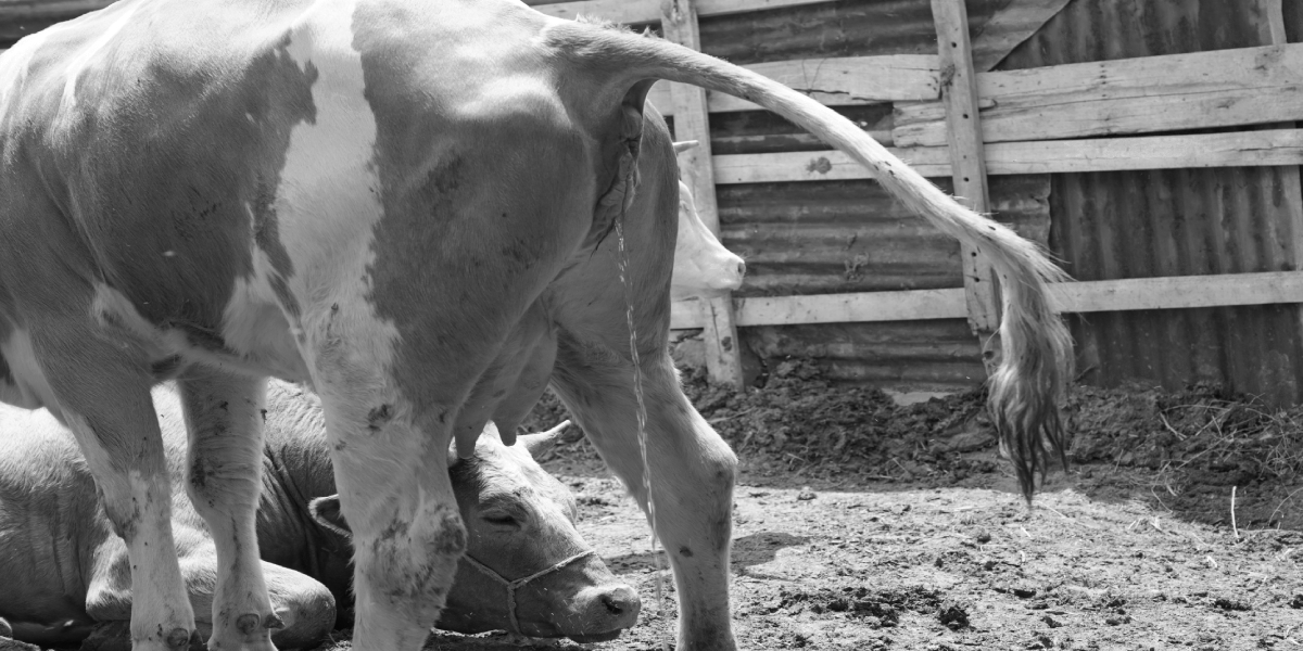 diseases caused by cow urine cow urine