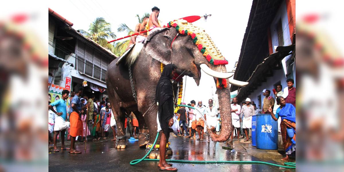 New Project (22) Villagers in Kalpathy in Palakkad provide water to an elephant to be paraded at a temple festival to recover from heat. Photo: P S Manoj