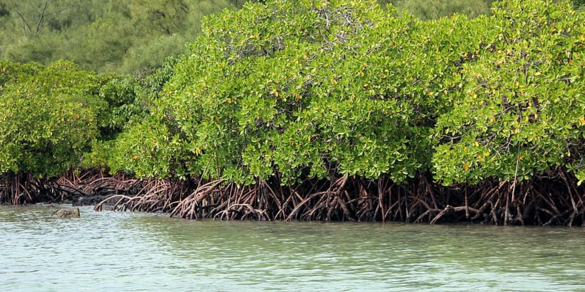mangrove trees Some 75 percent of the remaining mangroves across Kerala are in the hands of private individuals. (Creative Commons)