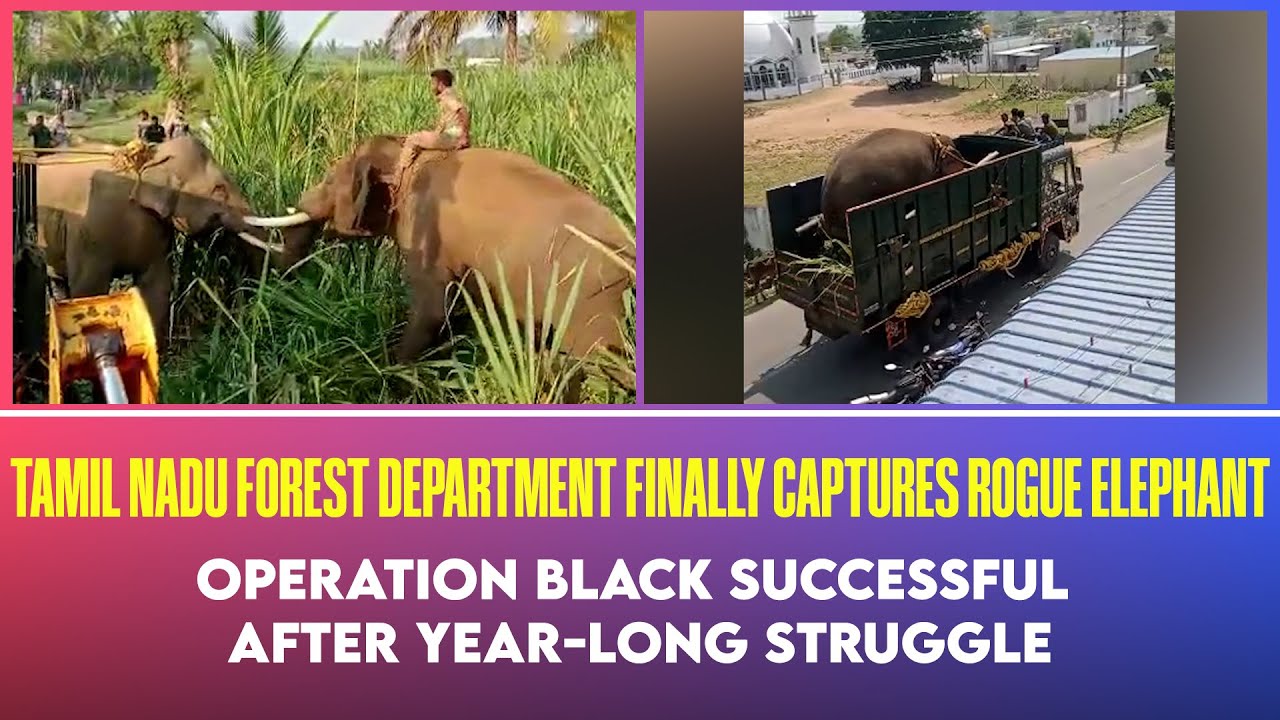 rogue elephant Tamil Nadu