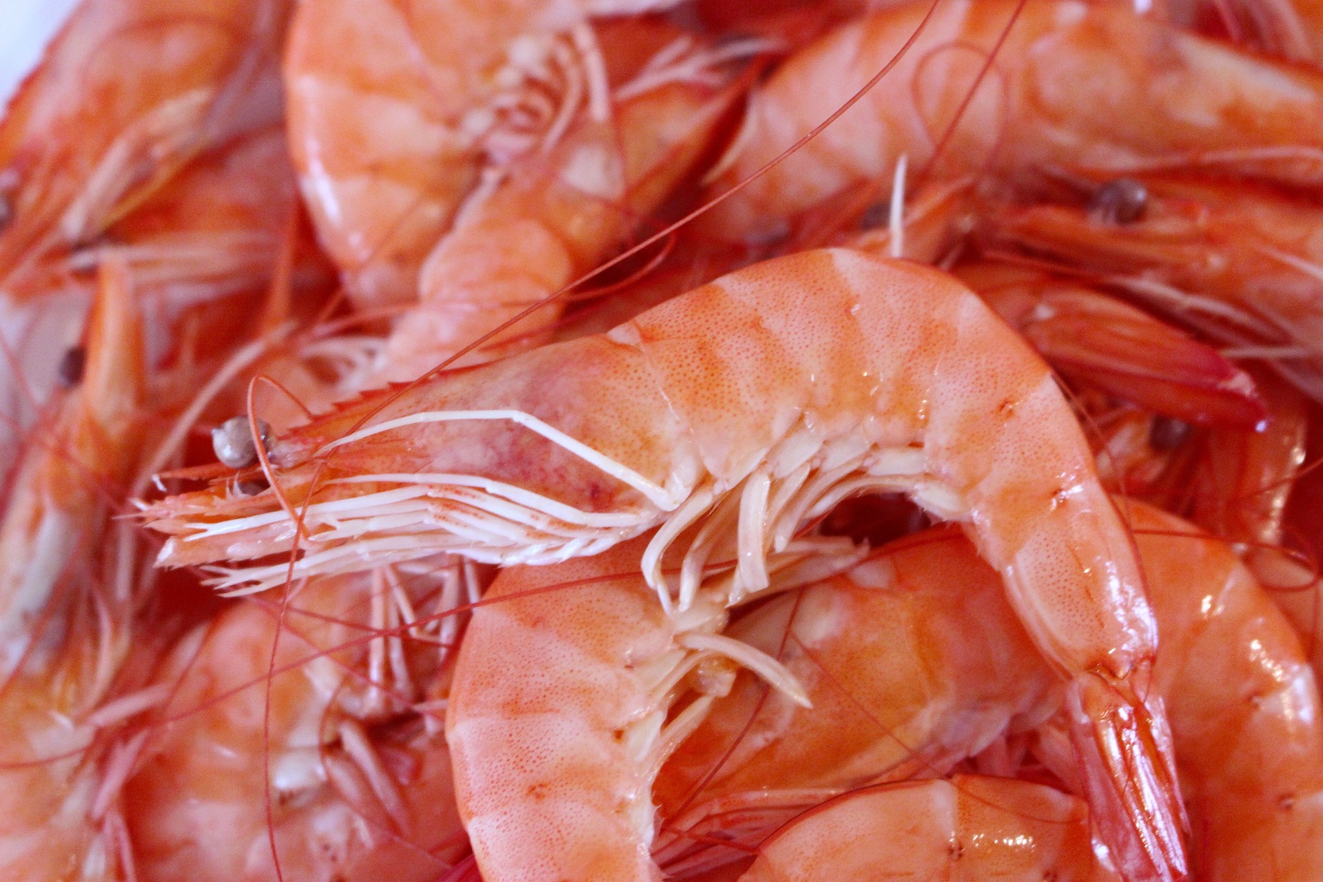 Shrimp seed from the hatcheries of Andhra Pradesh has a huge demand among aqua farmers from Gujarat, Maharashtra, Tamil Nadu, and West Bengal, among other states.