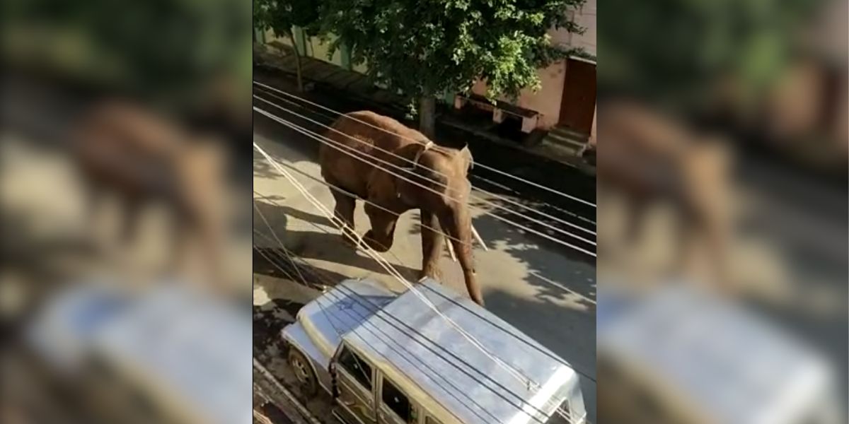 Arikomban roaming through Cumbum. (Screengrab) Arikomban roaming through Cumbum. (Screengrab)