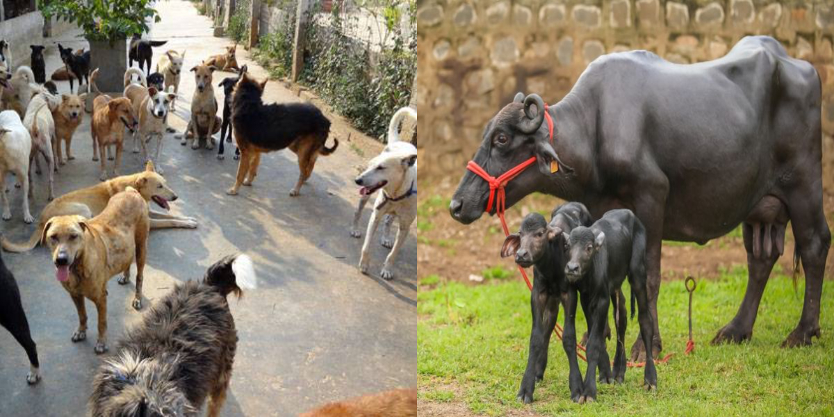 Two more anti-rabies vaccines to be given to 300 panicked villagers in Asifabad after calf dies of rabies Two more anti-rabies vaccines to be given to 300 panicked villagers in Asifabad after calf dies of rabies