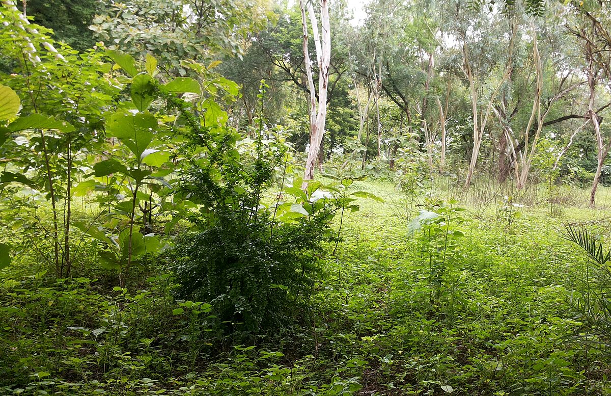 As Telangana tops CSE report in overall performance know where rest of South states finished, World Environment Day