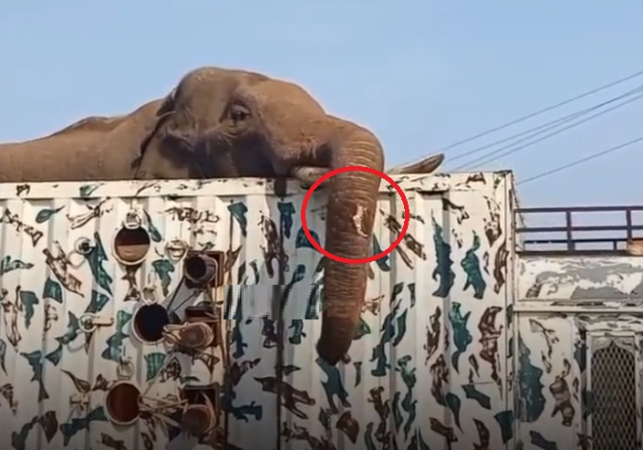 Arikomban injury Arikomban settles into new home