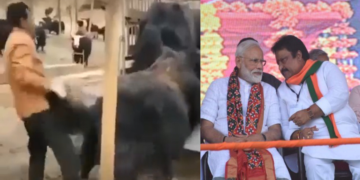 AP Jithender Reddy The ouch moment: BJP leader Jithender Reddy delivers a kick to the groin, Telangana tries to identify the yak!