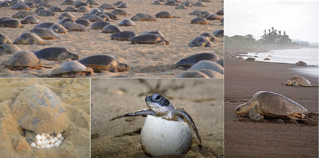 Tamil Nadu releases 1.83 lakh Olive Ridley turtle hatchlings, the highest so far