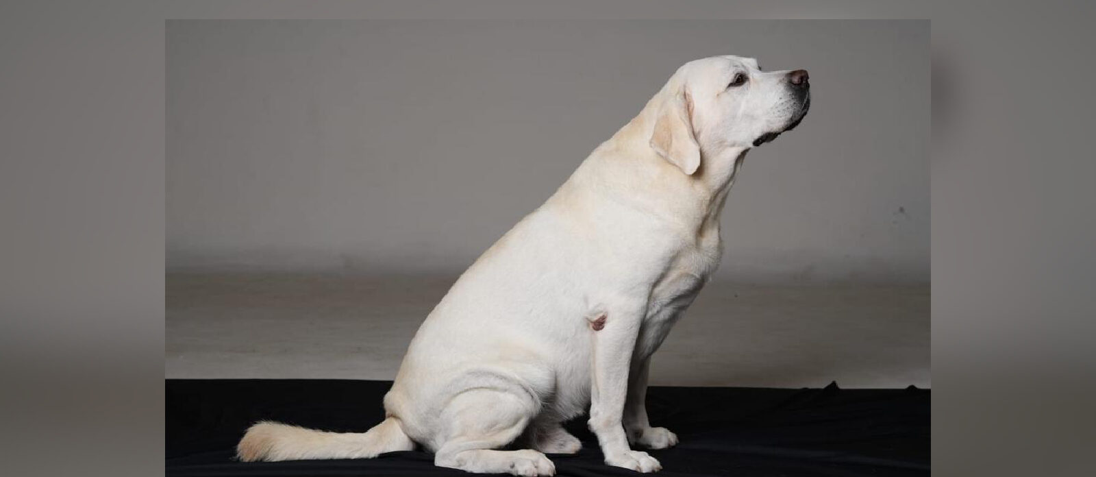 The canine movie star Rocky