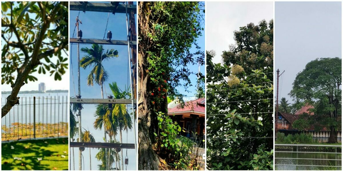 Trees of Cochin offers its followers crucial information about a tree’s life and times, and its role in the lives of Kochiites Trees of Cochin offers its followers crucial information about a tree’s life and times, and its role in the lives of Kochiites
