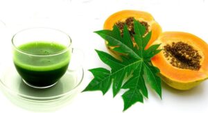 papaya leaf extract good for dengue