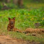 Dhole - Nagarahole, Karnataka