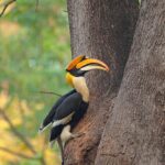 Great Hornbill - Kaziranga