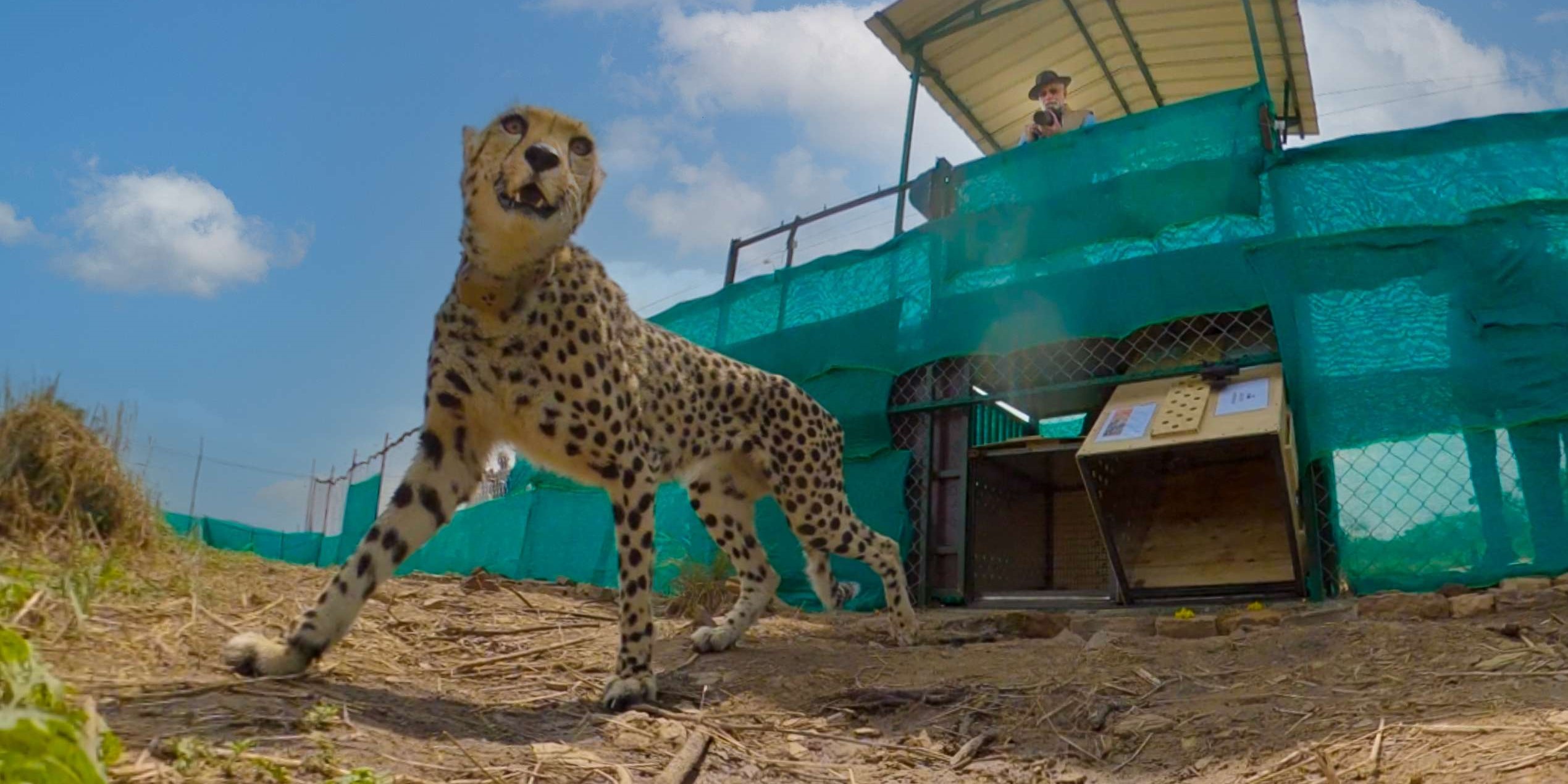 Cheetah Kuno National Park