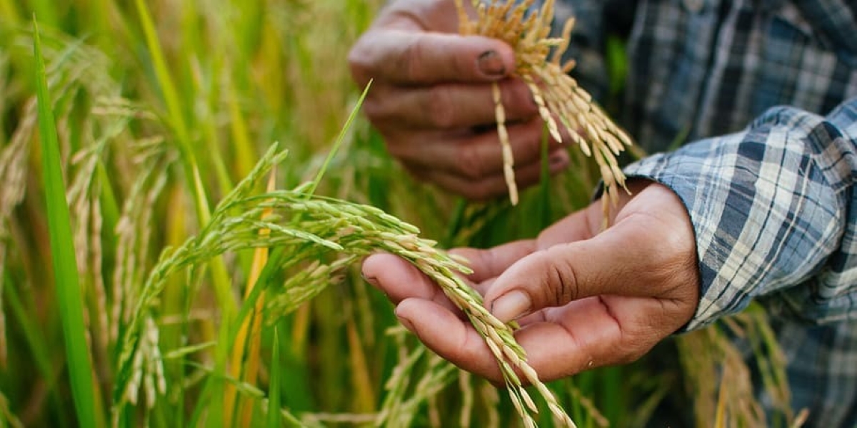 Farmers giving paddy seeds Punjab