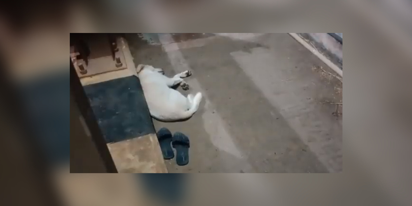 Pet dog awaits owners return