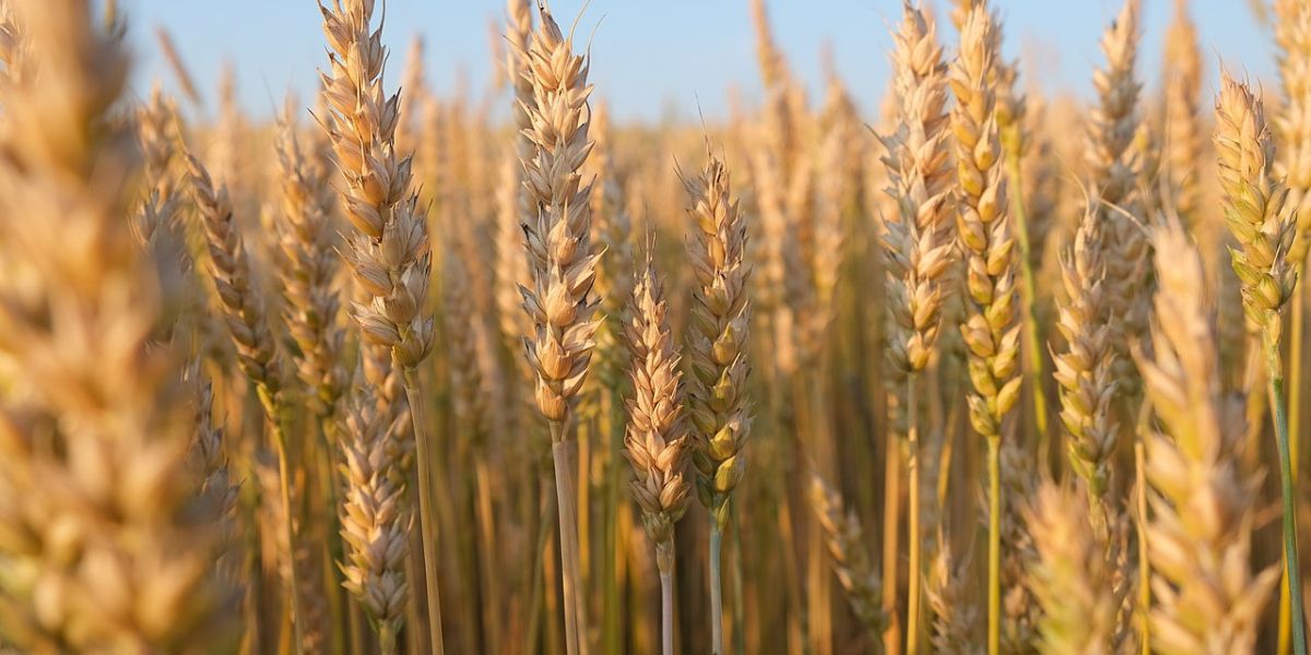 Representational image. (Creative Commons) Anna Bhagya scheme