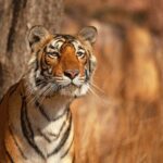 Royal Bengal Tiger - Ranthambore National Park, Rajasthan