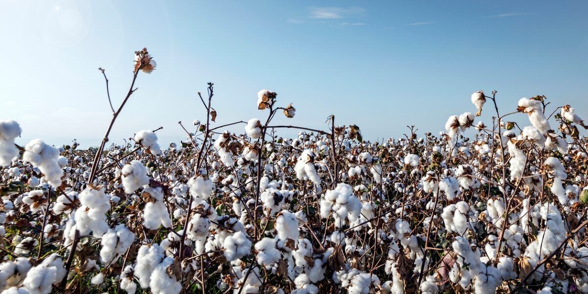 Tamil Nadu CM urges Centre to commence cotton procurement