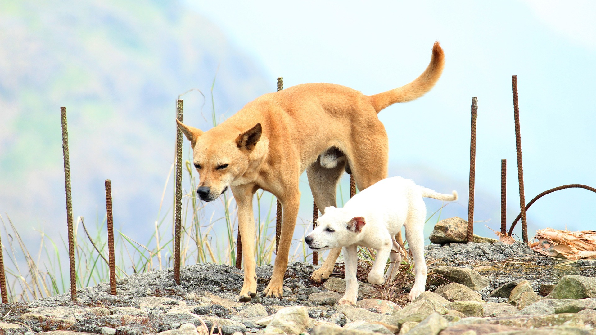 Heart surgery on dogs