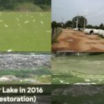 A comparision of the lake pre and post restoration