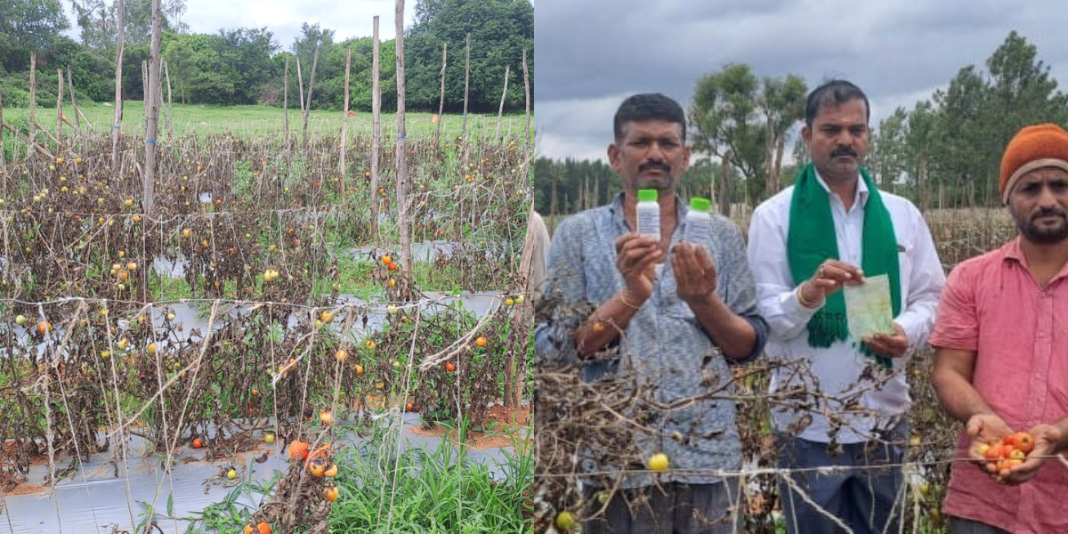 tomato farmer loses crop