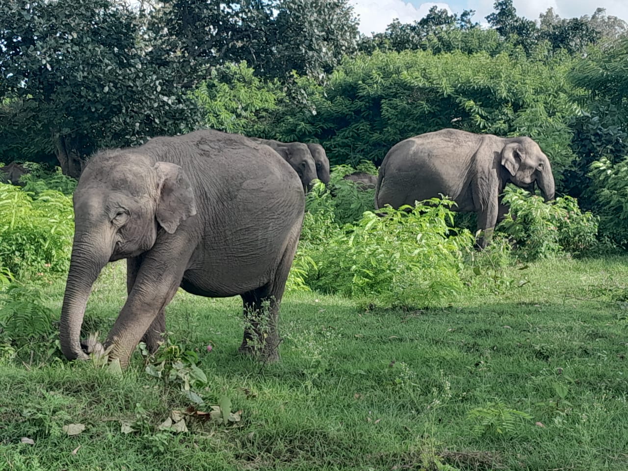 Elephant Karnataka Wildlife Elephant Census