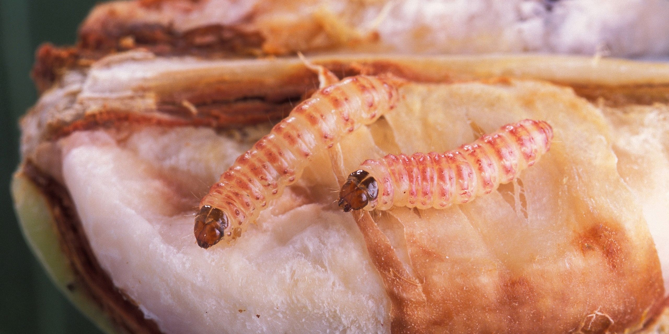 File photo of the pink bollworm.