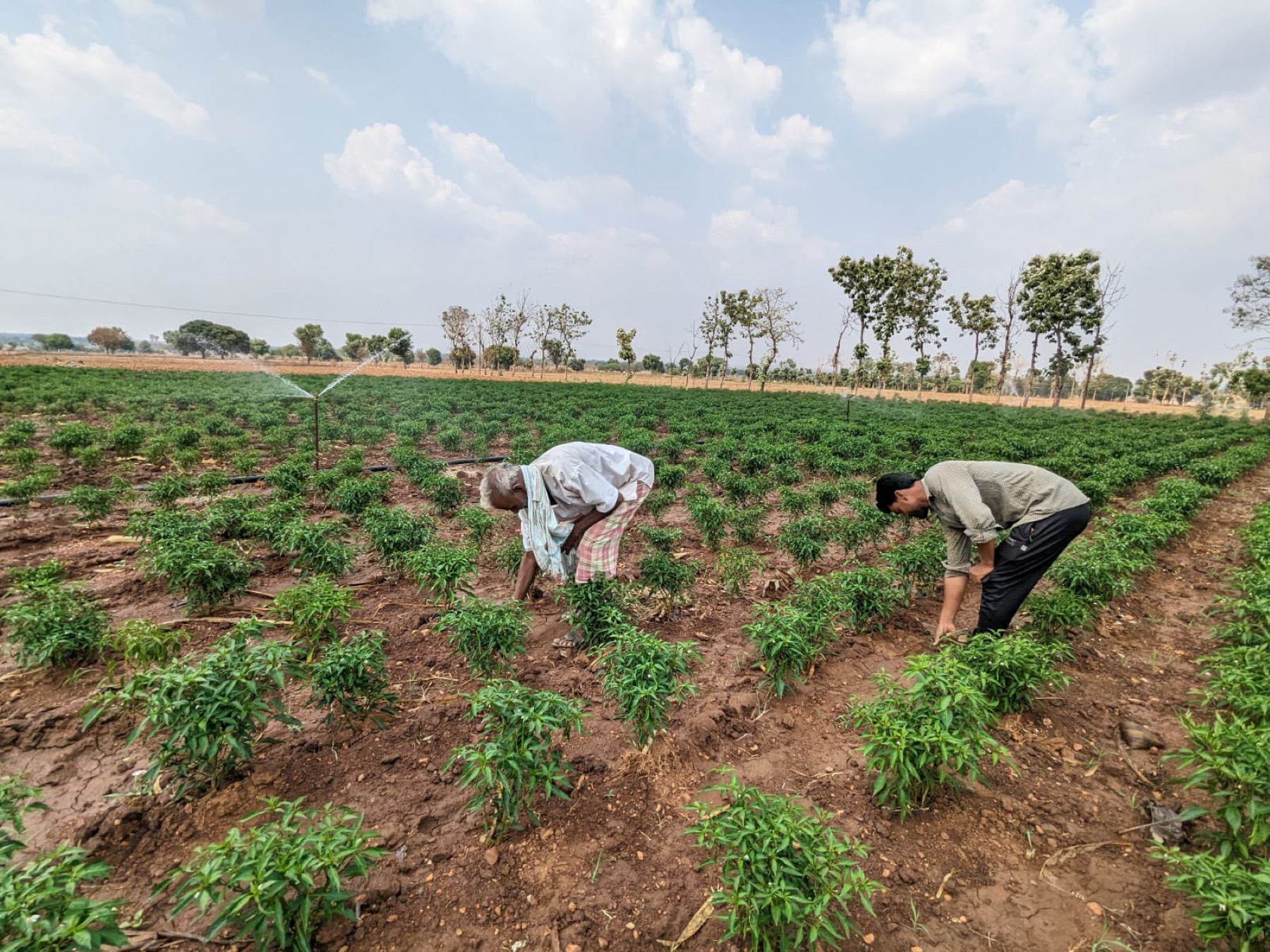 Shiggaon-Chilly Karnataka Farmer Rain Deficit Monsoon