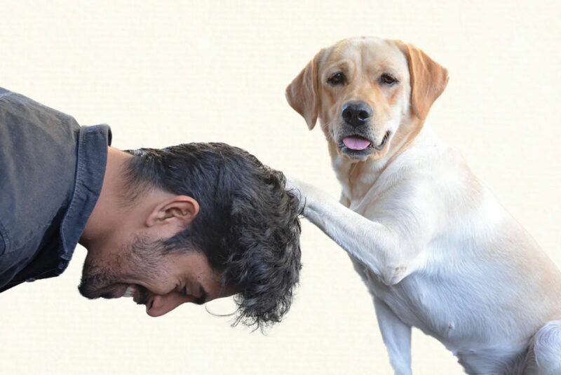 Kiranraj K with Charlie 777 charlie Kiranraj K with Charlie 777 charlie