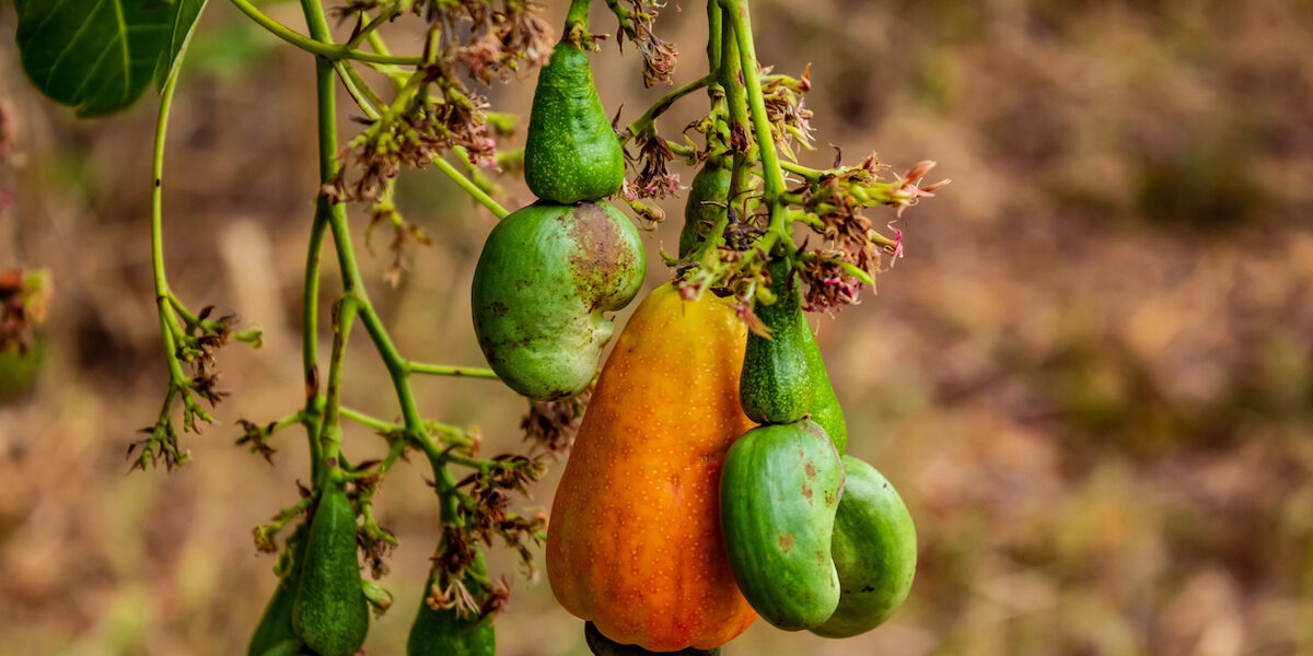 Kerala government to bear 50 percent of interest on capital loans by cashew companies. (iStock) Kerala government to bear 50 percent of interest on capital loans by cashew companies